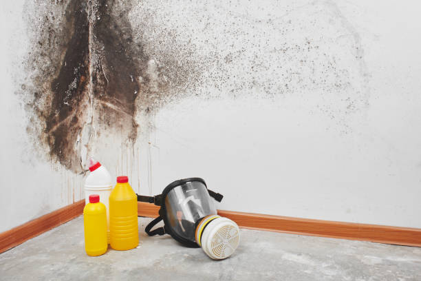 Attic Mold Removal in Richland Hills, TX