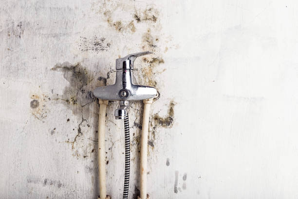 Best Certified Mold Removal  in Richland Hills, TX