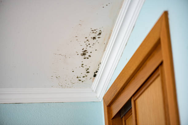 Best Same-Day Mold Removal  in Richland Hills, TX