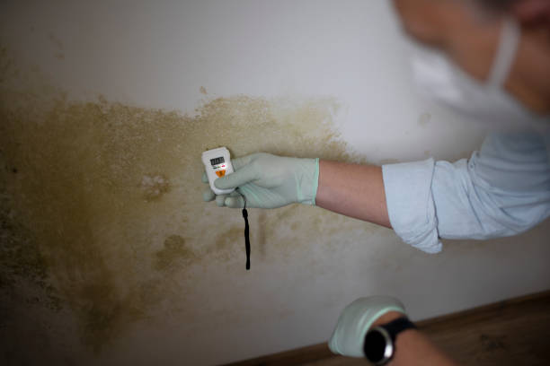 Office Mold Removal Services in Richland Hills, TX