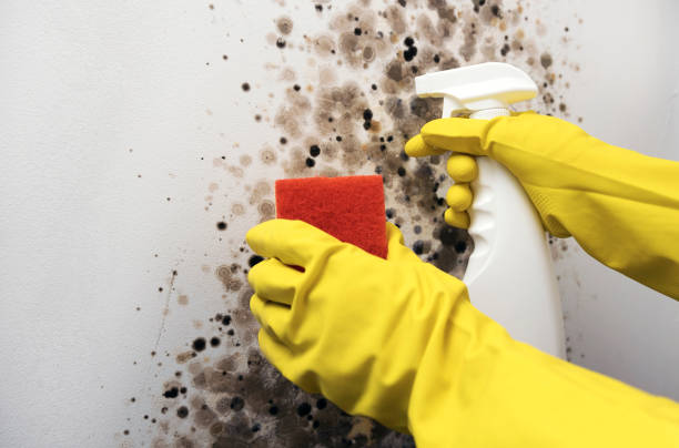 Best Certified Mold Removal  in Richland Hills, TX