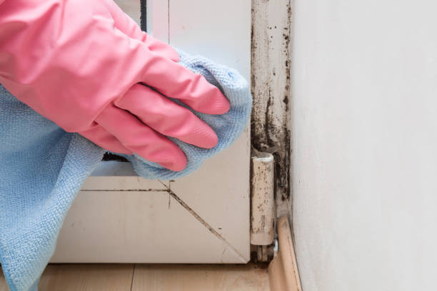 Best Best Mold Removal Companies  in Richland Hills, TX